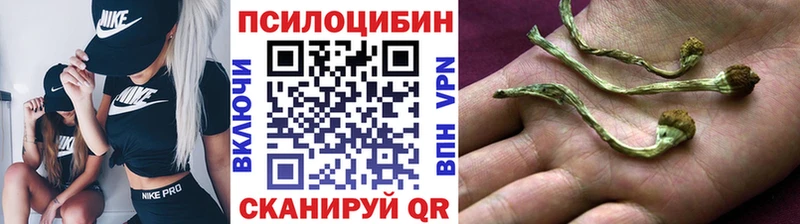 Купить  Михайловск  Галлюциногенные грибы Psilocybe 